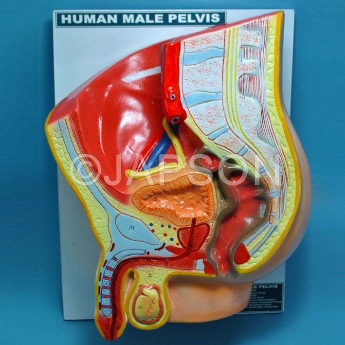 Human Model, Pelvis Male Human Model, Pelvis Male